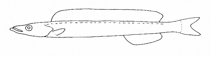 Representative of the Ammodytidae family (Gosline & Brock, 1960, fig. 146)